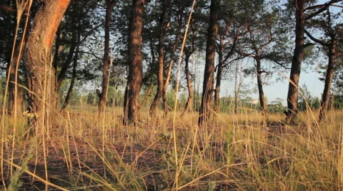 Pine forest in rays of morning sun Stock Footage 41857458