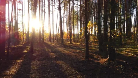 Pine forest in the rays of the setting sun Stock Footage 143599613