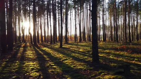 Pine forest in the rays of the setting sun Stock Footage 143599636