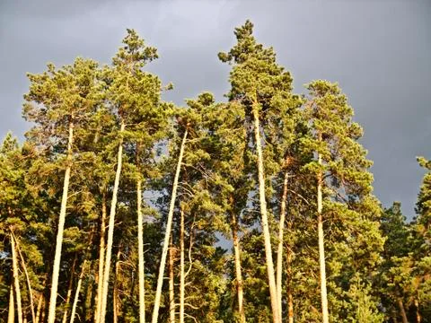 Pine forest in the rays of the setting sun on a background of gloomy clouds 스톡 사진