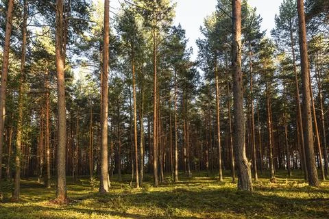 Pine forest in the rays of the setting sun Stock Photos