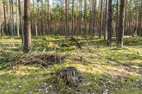 Pine forest in the rays of sunlight. Green moss with stumps and felled trunks Stock Photos