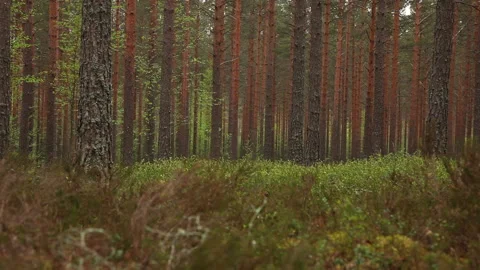 Pine forest with red pine trees, handheld shot Stock Footage 168330493