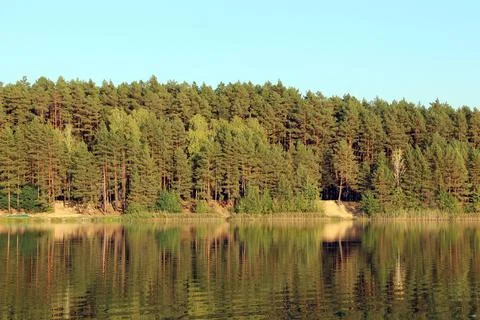 Pine forest reflection in calm lake water at sunset Fotos Stock