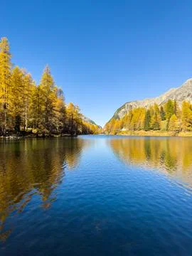 Pine forest reflection at secret lake Stock Photos