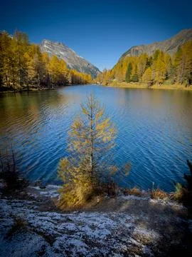 Pine forest reflection at secret lake Stock Photos