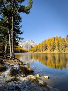 Pine forest reflection at secret lake Photos