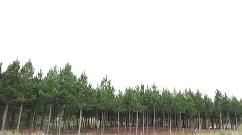 Pine Forest - Reforestation In Brazil Stock Footage 12659060
