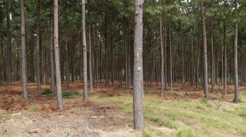 Pine Forest - Reforestation In Brazil Stock Footage 12659129