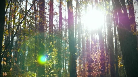 Pine forest resources of the Earth. Protection of trees , healthy Ecology Video stock 56788003