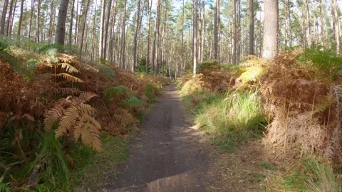 Pine Forest Ride Stock Footage 140917596