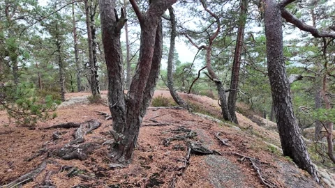 Pine Forest Ridge with Low Shrubs and Granite Ground in Sweden Stock Footage 347681910
