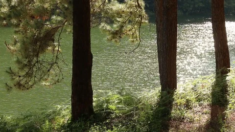 Pine forest at riverside Stock-Footage 98169582