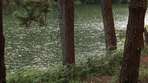 Pine forest at riverside, slider dolly movement Stock Footage 98169927