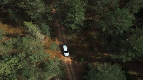 Pine Forest Road, car passing the pine forest  top down aerial view Stock Footage 170316083