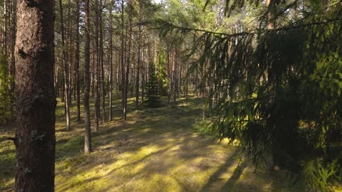 Pine forest road Video stock 155967774