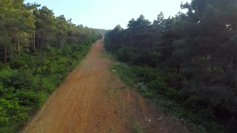 Pine forest road Stock Footage 218406558