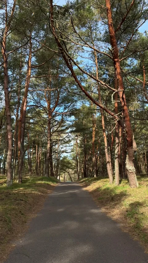 Pine Forest Road Near the Baltic Coast in Klaipeda Stock Footage 336560047