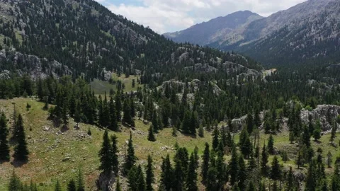 Pine forest, rocks and mountains valley landscape aerial view. Beautiful wild Stock Footage 221045027