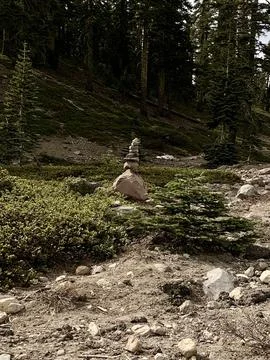 Pine forest with rocks Stock Photos