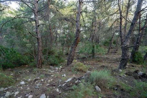 Pine forest in rocky terrain 写真素材