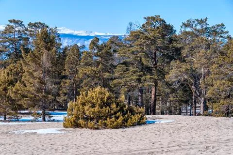 Pine forest on sand on background of snowy mountains Foto stock