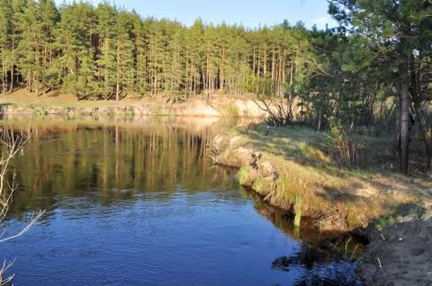 Pine forest on the sandy Bank of the river. Stock Photos