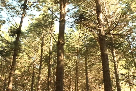 Pine Forest in SC Brazil SD-06 스톡 동영상 37669076