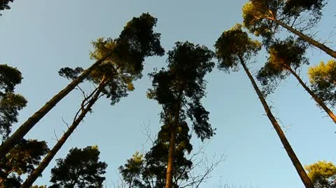 Pine forest Scene Stock Footage 10699362