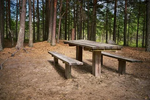 Pine forest scene with picnic zone. Kemeri National park, Latvia Stock Photos