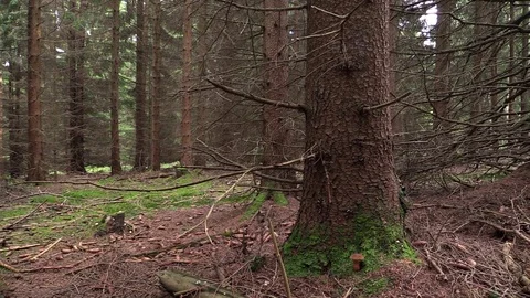 Pine forest scenery Stock Footage 81532036