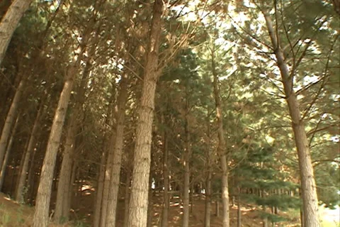 Pine Forest SD-01 库存影片 37668080