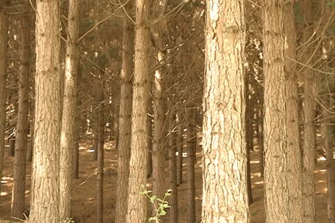 Pine Forest SD-02 库存影片 37667803