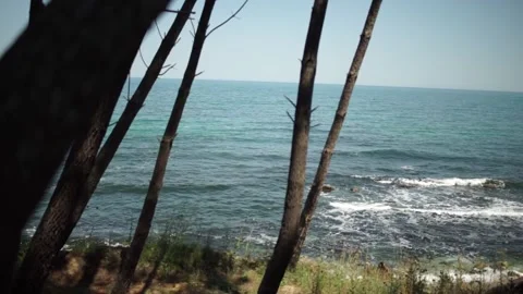 Pine forest by the sea Video stock 168687814