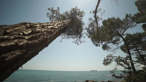 Pine forest by the sea Video stock 168687816