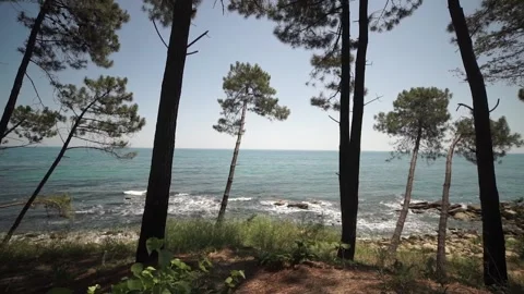 Pine forest by the sea Video stock 168687818