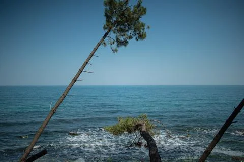 Pine forest by the sea Stock Photos