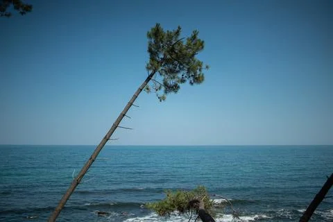 Pine forest by the sea Stock Photos
