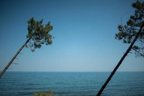 Pine forest by the sea Stock Photos