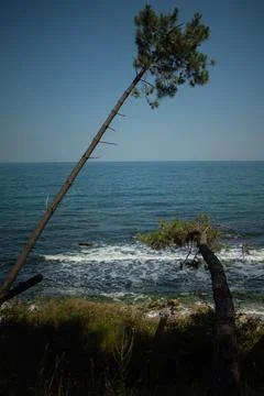 Pine forest by the sea Stock Photos