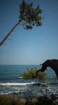 Pine forest by the sea Stock Photos