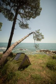 Pine forest by the sea Stock Photos