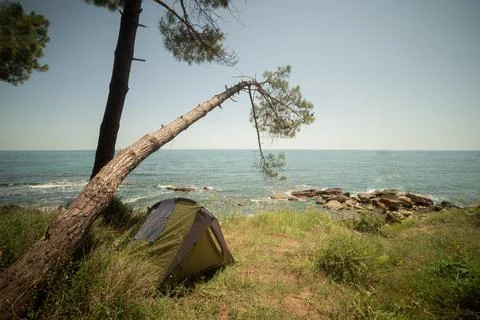 Pine forest by the sea Stock Photos