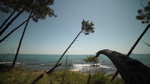 Pine forest by the sea shore. Video stock 168687813