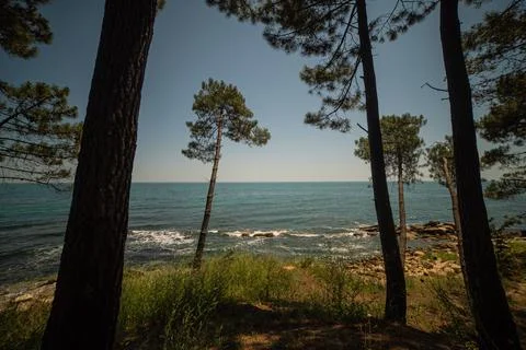 Pine forest by the sea shore. Stock Photos