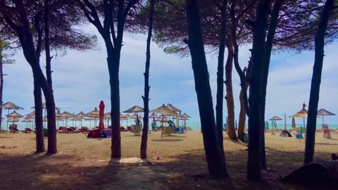 Pine forest on the seashore. Resort area. The sea, the beach, beach umbrellas. Stock Footage 248168693