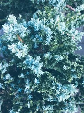 Pine forest is seen from above Stock Photos