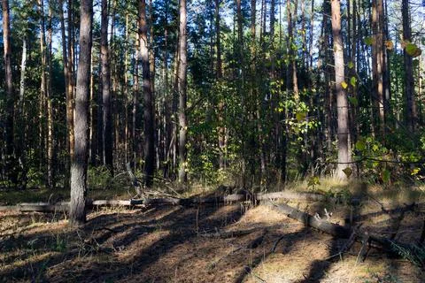 Pine forest in September with dark shadows from the trees 写真素材