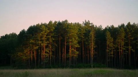 Pine forest in the setting sun Stock Footage 163139977