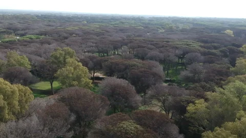 Pine forest severely affected by parasites Vídeos de archivo 261553831